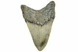 Fossil Megalodon Tooth - North Carolina #328878-1